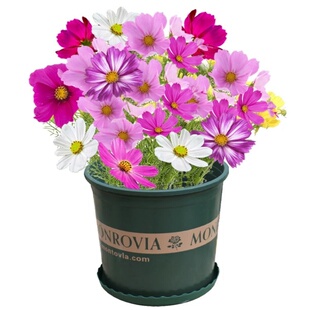 波斯菊花种子格桑花种籽子多色四季播种开花易活花籽庭院室外种孑