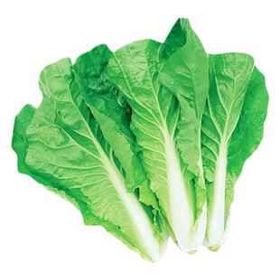 蔬菜种子种籽大全四季香菜生菜孑适合2二月份种三3什么菜种的籽种