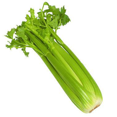荷兰进口文图拉大棚温室芹菜种子