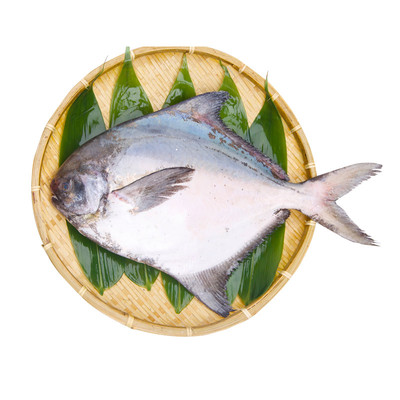 新鲜冷冻舟山大鲳鱼特大号