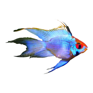 蓝波子金波子宝蓝球荷兰凤凰球阿凡达波子短鲷观赏鱼热带鱼灯科鱼