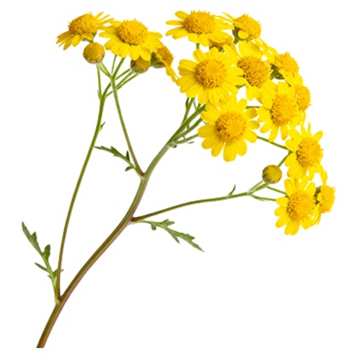 天然野菊花苗四季可种野菊花盆栽