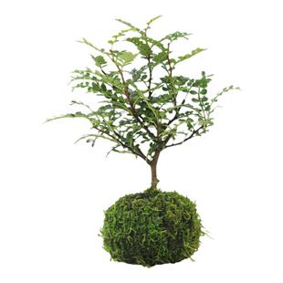 清香胡椒木迷你小盆栽桌面办公室水培植物苔藓球绿植室内外驱蚊草