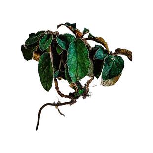 广西野生石上莲干货软肝草全干整棵护肝病肝硬化肝腹水中药材包邮