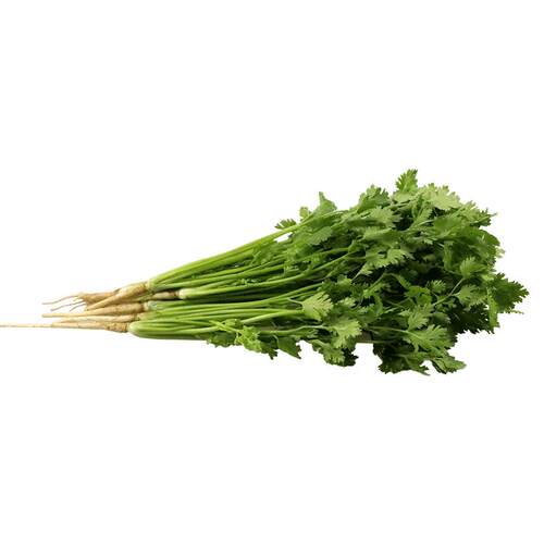 香菜种籽老品种 香菜种子 四季 大叶小叶香菜籽种 山东 芫荽种籽