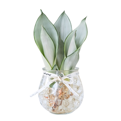 白玉虎皮兰室内净化空气水培好养