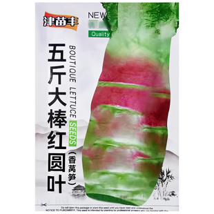 五斤大棒红圆叶香莴笋种子四季蔬菜种孑窝笋种籽菜籽春秋冬季耐寒