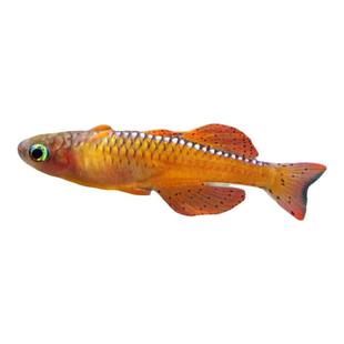 橘色燕子大帆橘红燕子鱼草缸群游霓虹阿鲁燕子活体热带观赏鱼