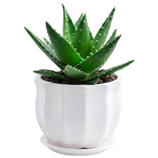 芦荟盆栽不夜城多肉植物耐旱好养室内客厅防辐射净化空气阳台花卉