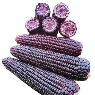 黑甜糯168黑玉米种孑超甜水果玉米种子香脆甜糯糯米紫玉米种籽