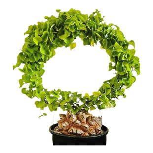 南非龟甲龙植物种子球根块多肉高端稀有贵货爬藤垂挂类小绿植盆栽