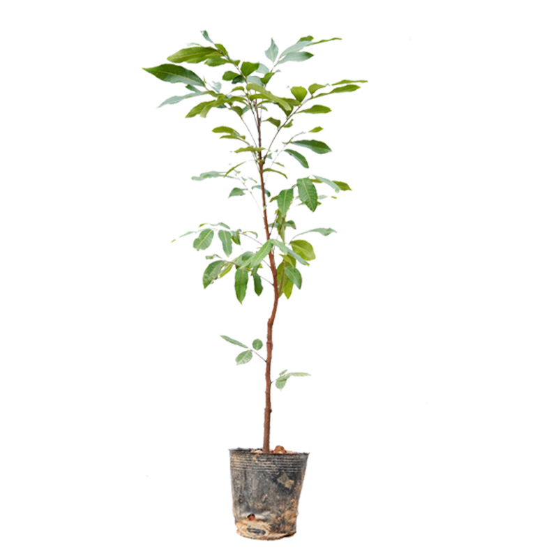 龙眼树苗正宗广西石硖储良特大嫁接盆地栽南方种植四季桂圆水果木