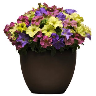 进口重瓣垂吊爬藤矮牵牛花种子洋桔梗四季播开花卉阳台盆栽绿植物