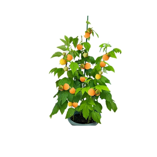 黄泡黄树莓果苗覆盆子四季果树金秋盆栽树莓苗南北方种植当年结果