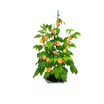 黄泡黄树莓果苗覆盆子四季果树