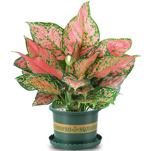 如意皇后盆栽室内翡翠玛丽安吉利红植物桌面盆景办公室四季绿植苗