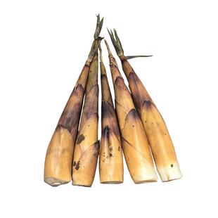 四川苦竹笋正宗宜宾甜苦笋新鲜苦笋现挖田竹笋当季野生鲜香嫩苦笋