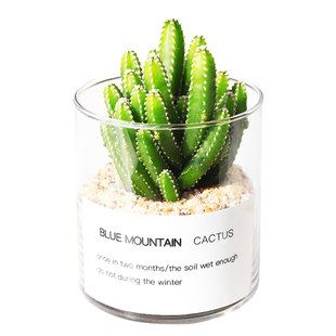 多肉植物仙人掌盆栽室内肉肉仙人球小植物开花办公室工位桌面绿植