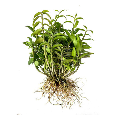 正宗雁荡山红杆铁皮石斛苗