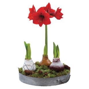 塔莎的花园蜡封朱顶红种球进口大球好养年宵花卉圣诞送礼盒装过年