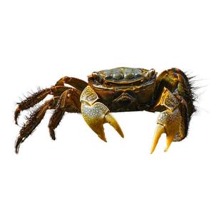 将军蟹活体淡水观赏蟹虾水陆招潮蟹迷你蟹蝴深水蝶蟹豹点蟹樱桃蟹