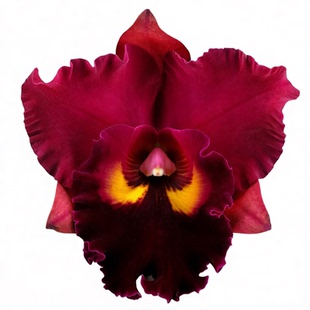 番茄雅韵堂Rlc. Chief Emperor'Red Tomatoes'红番茄卡特兰花浓香