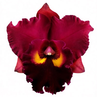 雅韵堂兰花阳台花园包邮卡特兰