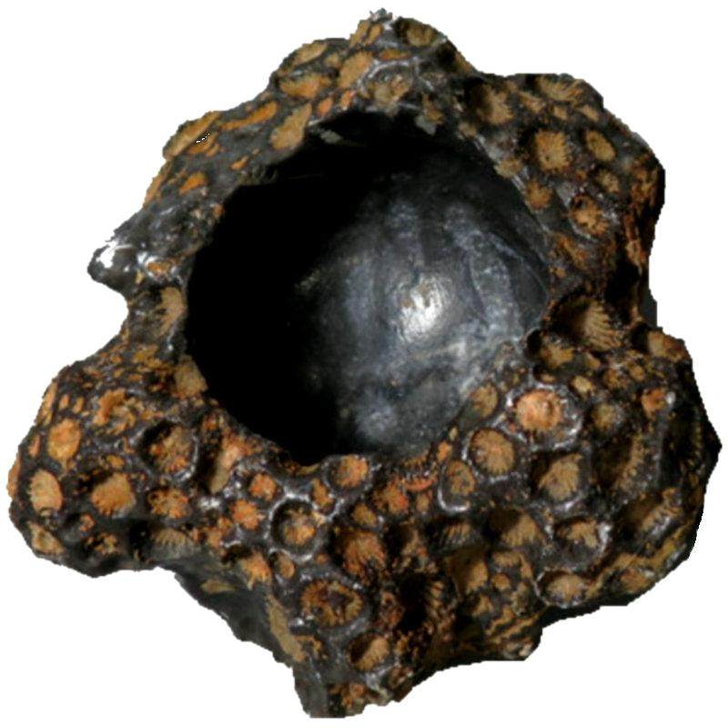 天然珊瑚虫化石原石真品烟灰缸笔摆件