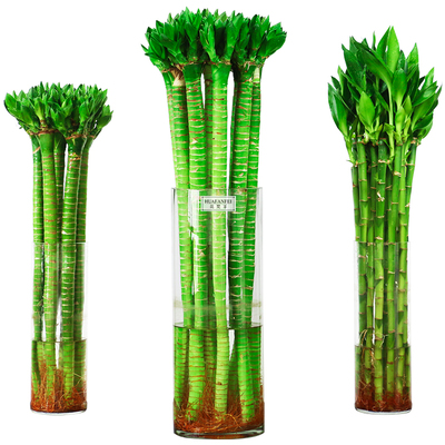 【基地工厂店】多头竹龙竹开运竹