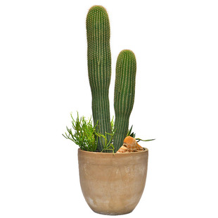 大凤龙仙人柱 主景树植物 大型仙人掌 北欧风带侧芽 耐旱净化空气