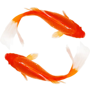 长尾大红草金鱼活鱼冷水观赏鱼锦鲤好养淡水鱼红草鱼凤尾纯红色鱼