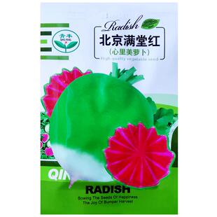 北京满堂红透心红萝卜种子青皮红心水果萝卜种籽农家田园蔬菜种孑