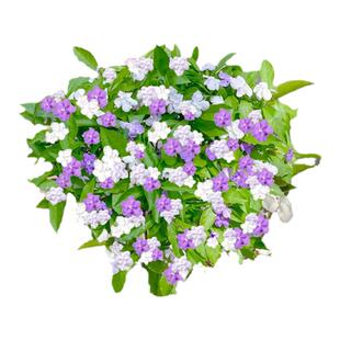 双色茉莉花盆栽老桩棒棒糖独杆大苗香室内外阳台庭院鸳鸯茉莉花苗