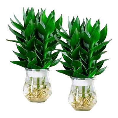 水培观音竹富贵竹植物花卉绿植绿萝室内盆栽转运竹子龙竹文昌竹