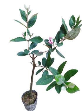 公园龙脑驱蚊虫带土带叶香樟树苗