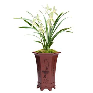 华香园兰花 朱德素 大荷素传统铭品兰花苗浓香型 花卉绿植
