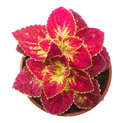 匠人花海四季种耐寒彩叶草