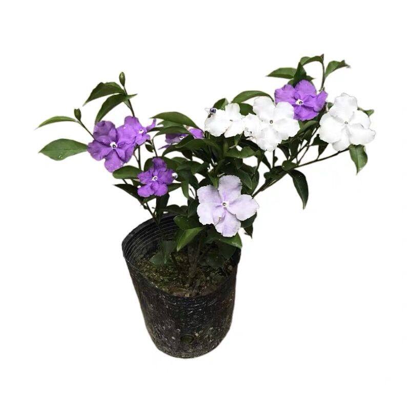 紫白双色茉莉花开花浓香鸳鸯茉莉