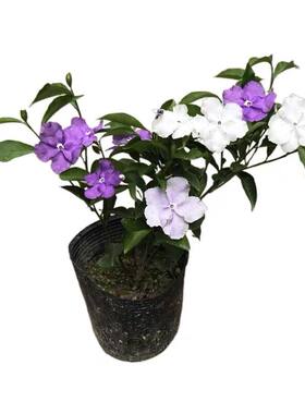 紫白双色茉莉花开花浓香鸳鸯茉莉
