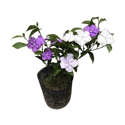 紫白双色茉莉花开花浓香鸳鸯茉莉