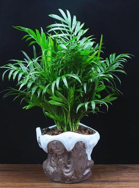 摆件袖珍椰子散尾葵客厅好养植物办公室内净化空气吸甲醛桌面