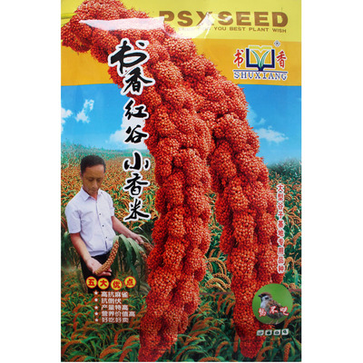 小香米高产大田黑谷种子