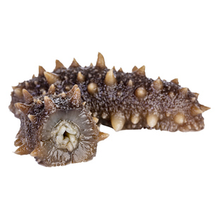 大连海参即食500g深海野生辽参鲜活速食海鲜海参旗舰店【7星级】