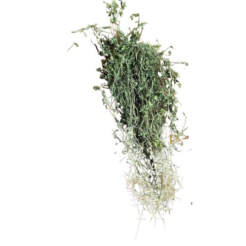 孩儿草曱甴草黄蜂草蟑螂草土夏枯草疳积草消积茶干货煲汤非独脚金