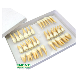 ENOVO颐诺 2.5倍牙体形态模型 雕牙指导 口腔齿科教具牙齿模型齿科雕牙离体牙颌冠 解剖生理学标准牙冠牙颌面