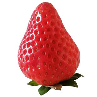 久久草莓河北保定满城特产新鲜当季水果九九现摘99红颜奶油非丹东