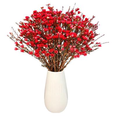 澳洲腊梅鲜花真花水培室内好养