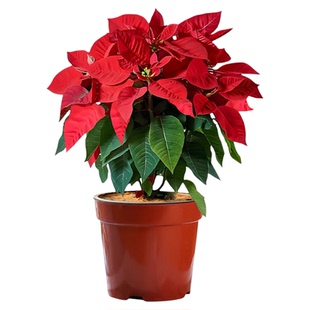 一品红盆栽室内外客厅鲜花绿植圣诞花年宵花阳台庭院植物净化空气