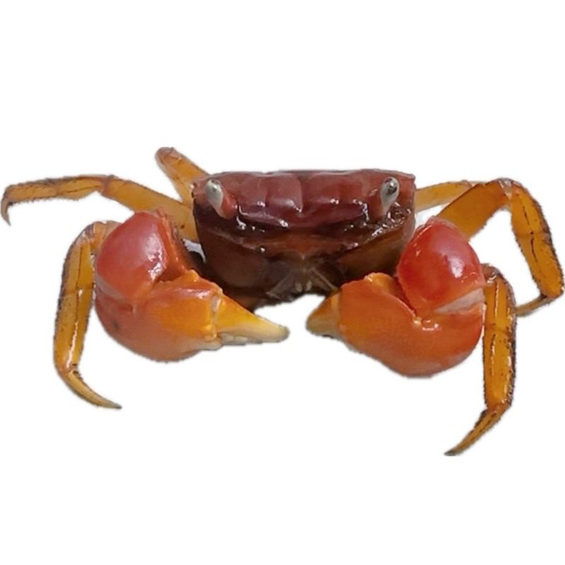 相手蟹淡水螃蟹活体观赏蟹桌面爬宠水果蟹相守蟹宠物蟹水族清洁工