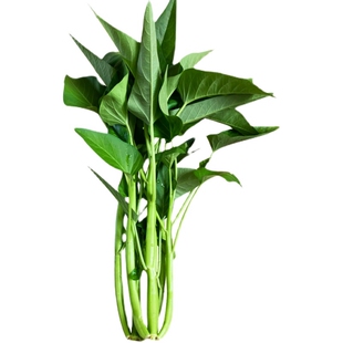 三叉菜空心菜种子四季菜种柳叶竹叶空心菜种孑菜种籽家庭大田盆栽